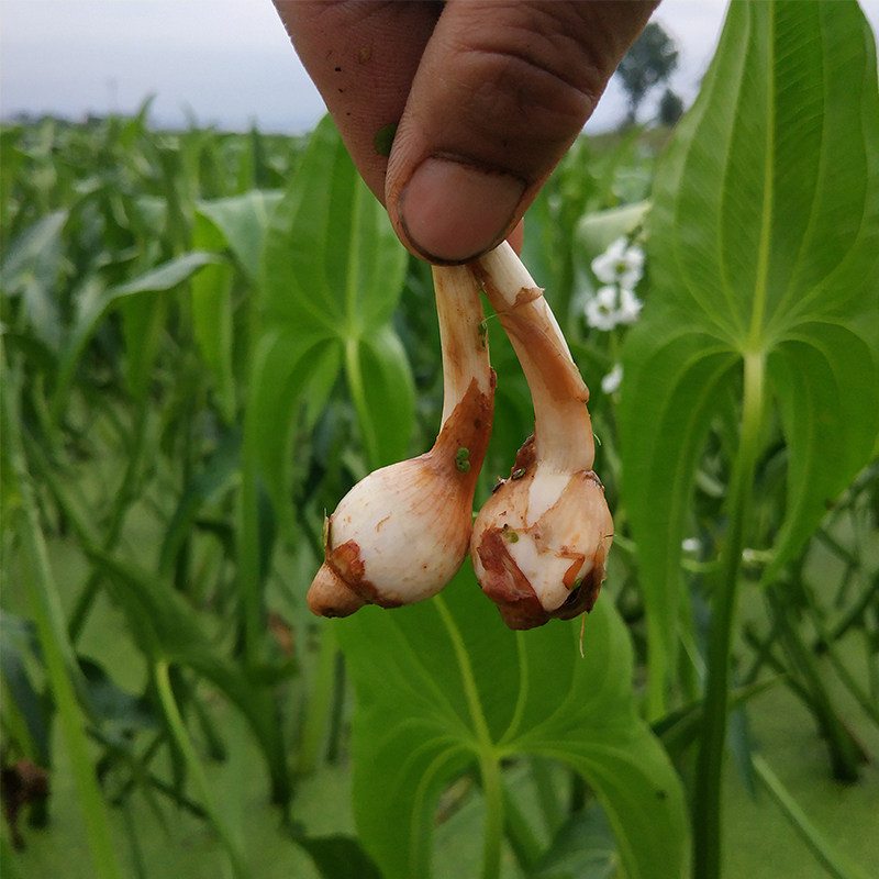 云南野地新鲜迷你小茨菇种山慈姑5斤白茨菰马蹄其它