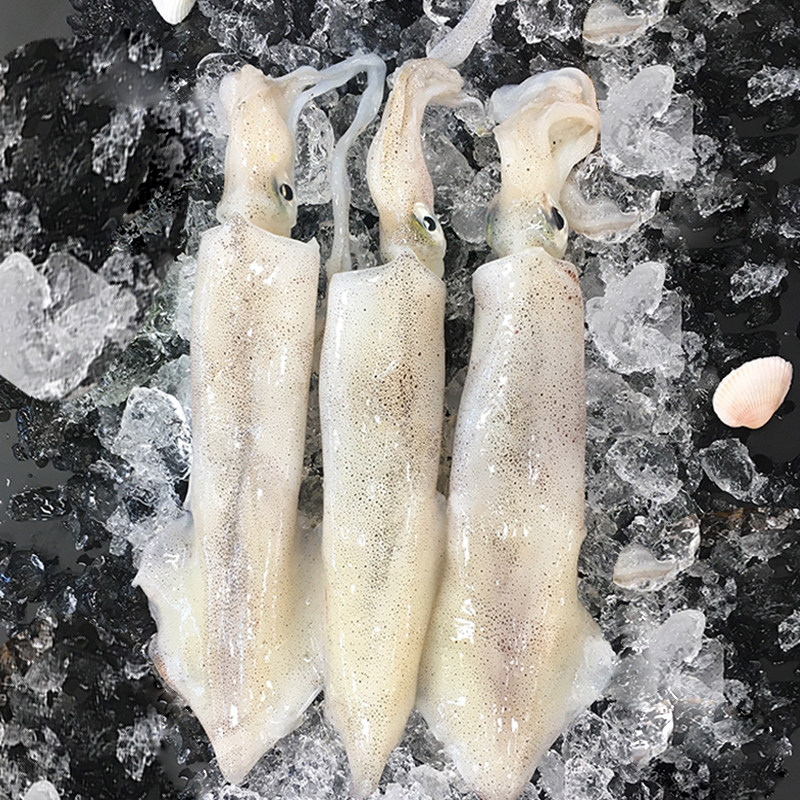 鱿鱼海鲜小管新鲜一口鲜活野生生鲜冷冻尤鱼海其它