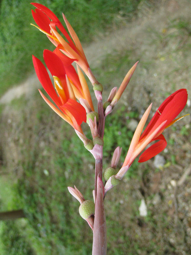 野生蕉芋粗粮芭蕉芋头块蕉芋芽蕉木白金芋现其它