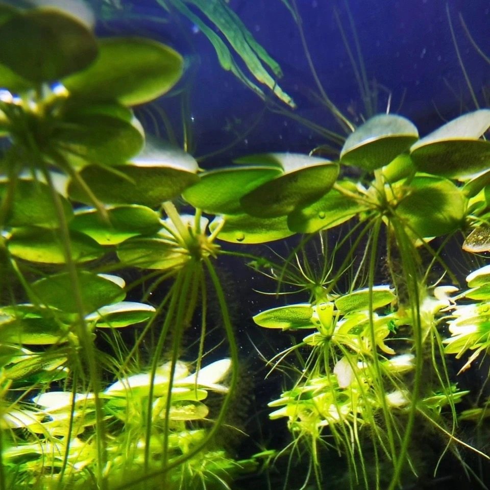 淡水牡丹水草鱼缸造景肚兜浮萍圆心槐叶萍水水草