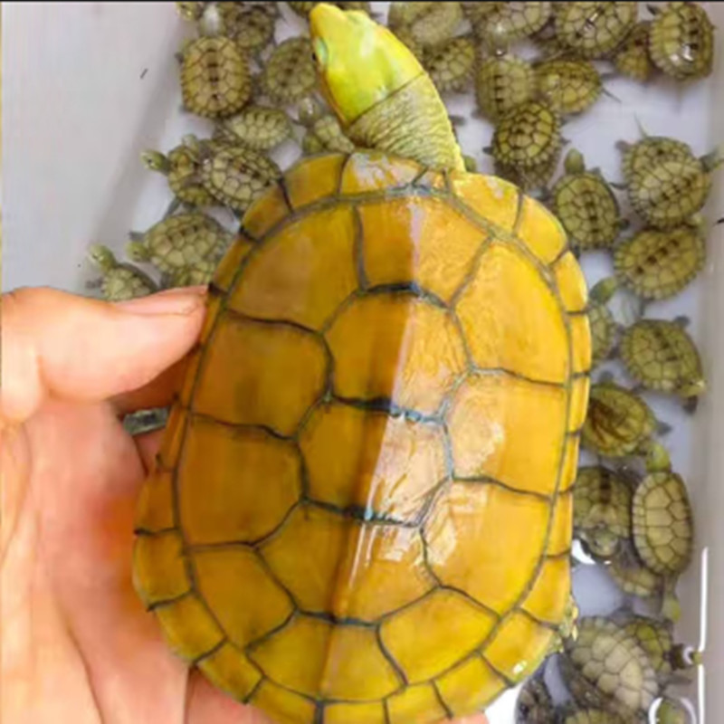 皖南小青纯种三黄正黄喉拟水龟石金钱金钱龟龟苗龟
