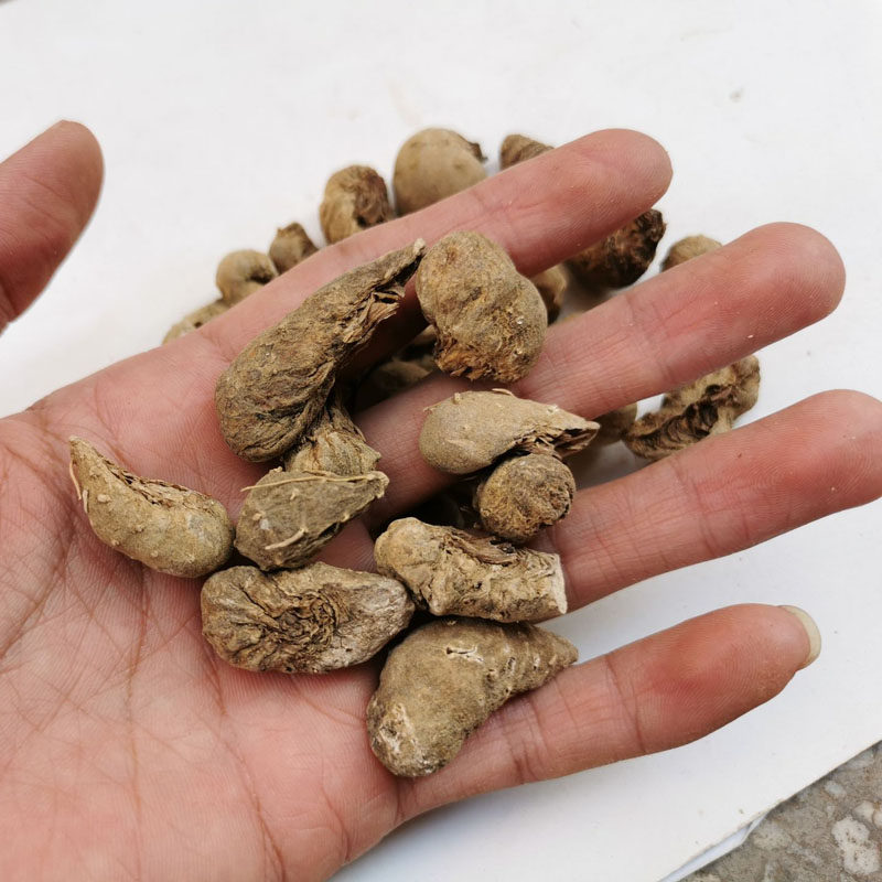 野生水田七中药材500克水三七水狗仔水虾公屈头鸡青鱼胆草新货