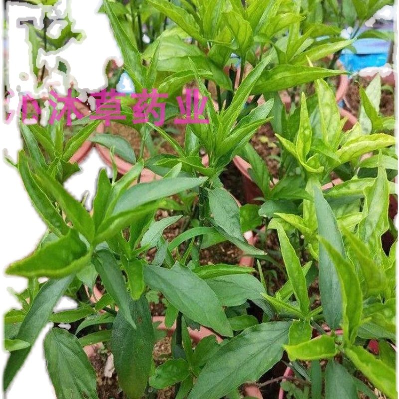 野生忧遁草中药材500克优盾草优遁草新鲜干货黎王草其他药食同源食品