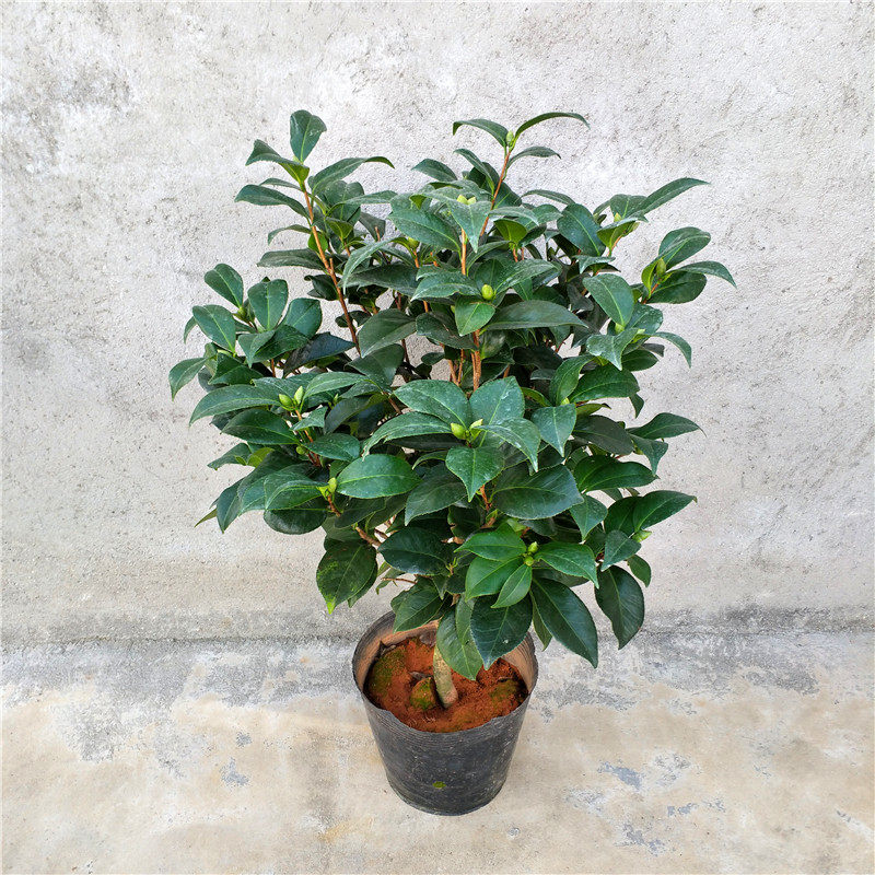 盆栽水晶白茶花苗东方亮大茶树美人纯白茶花山茶花时令草本花卉