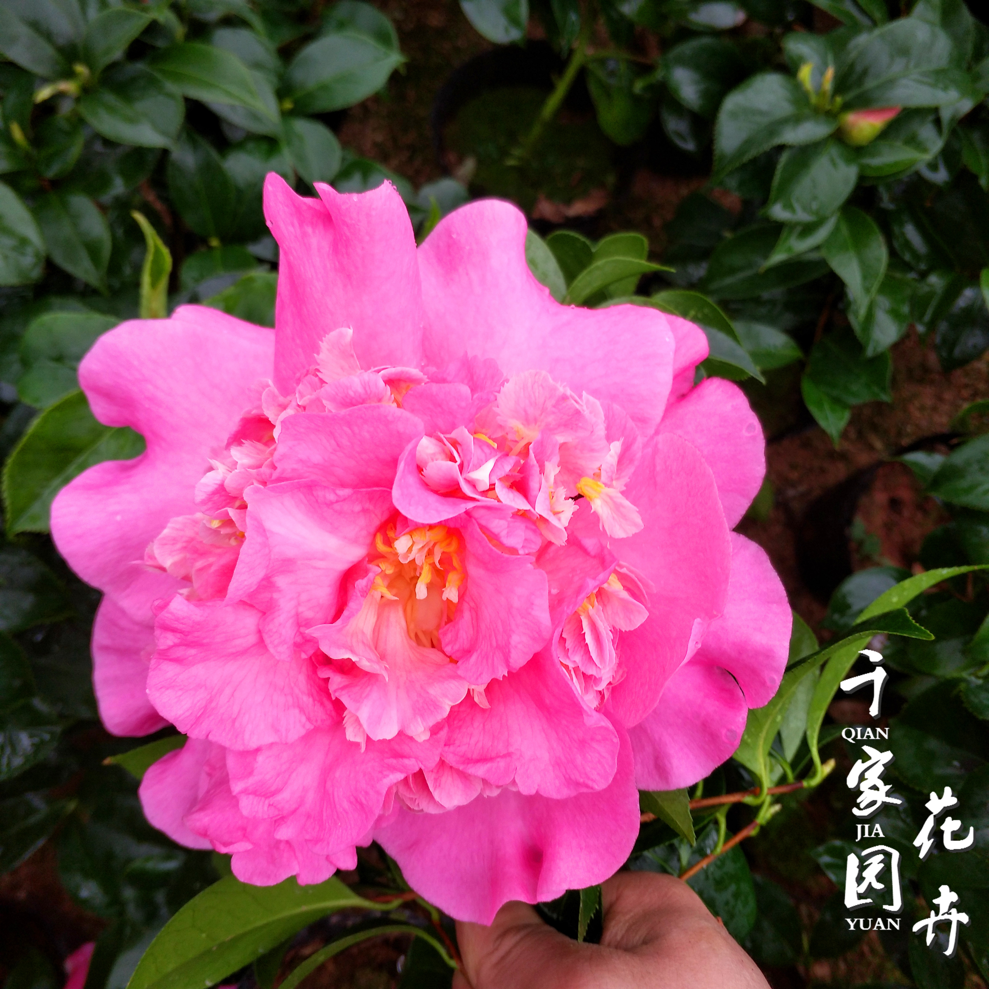 茶花千家家园花苗山茶之都美国珍妮粉色盆栽时令草本花卉