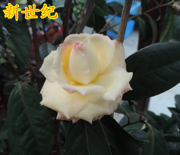 茶花金玫瑰新世纪花苗绿植花卉黄色系色系山茶盆栽时令草本花卉