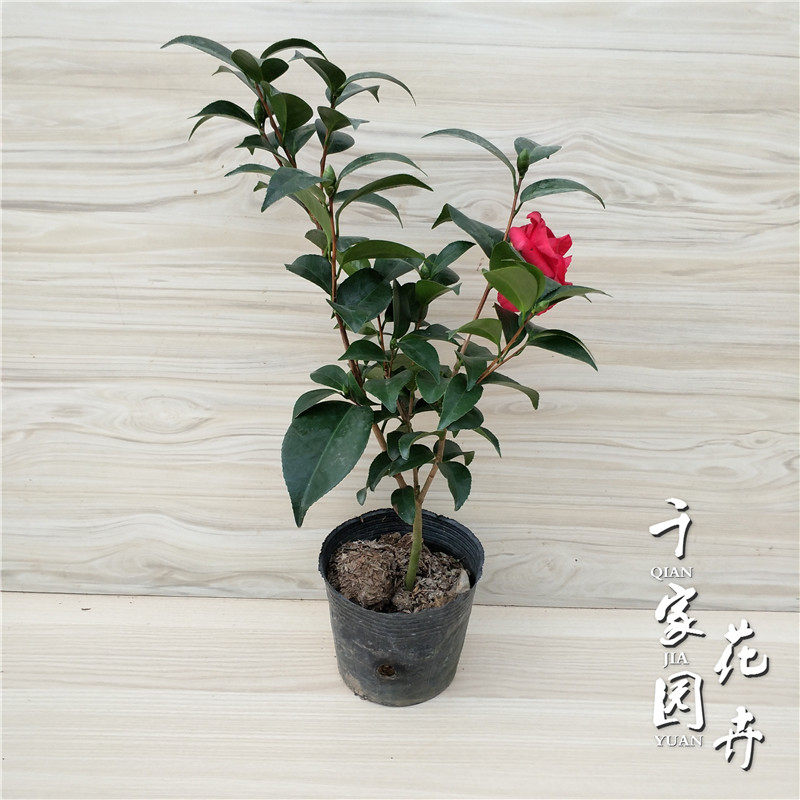 茶花黑珍珠花苗盆栽山茶花绿植花卉花苞品种阳台时令草本花卉