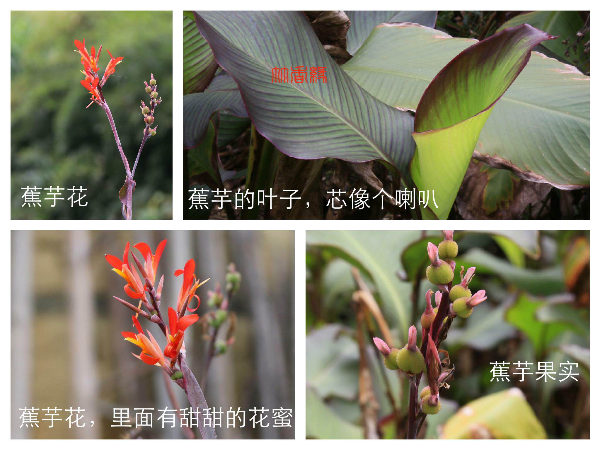 正宗农家手洗蕉芋粉蕉姜芋粉旱藕蕉藕番芋粉烧仙草粉白凉粉皮原料
