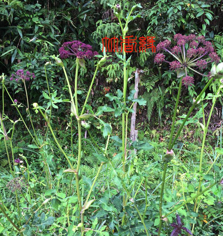 深山野生中药新鲜紫花前胡根切片签别土当归鸭脚七野辣菜山芫荽鸭