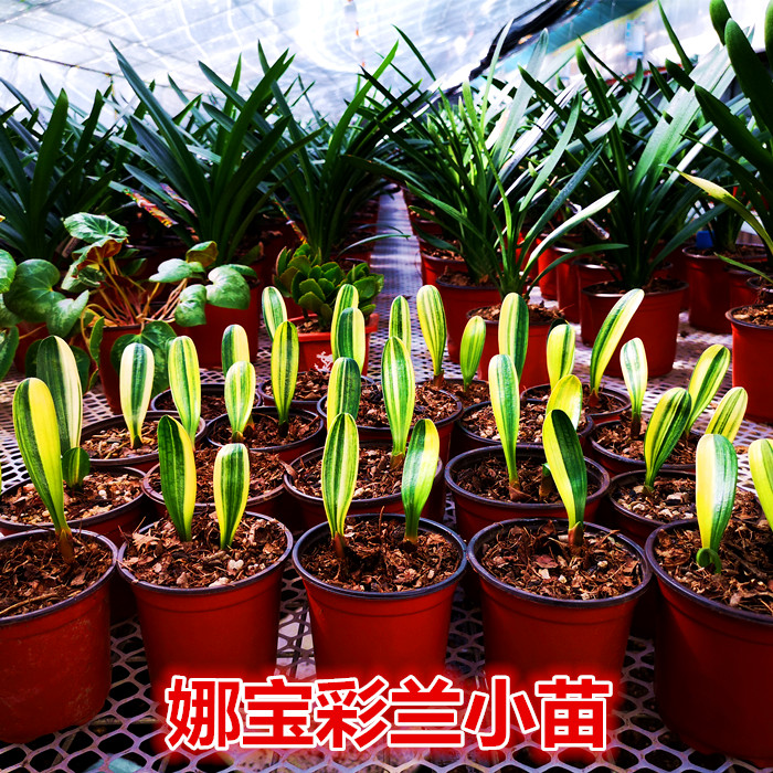 长春君子兰精品彩兰小苗鸳鸯瓷白墨绿覆伦室内金丝麻