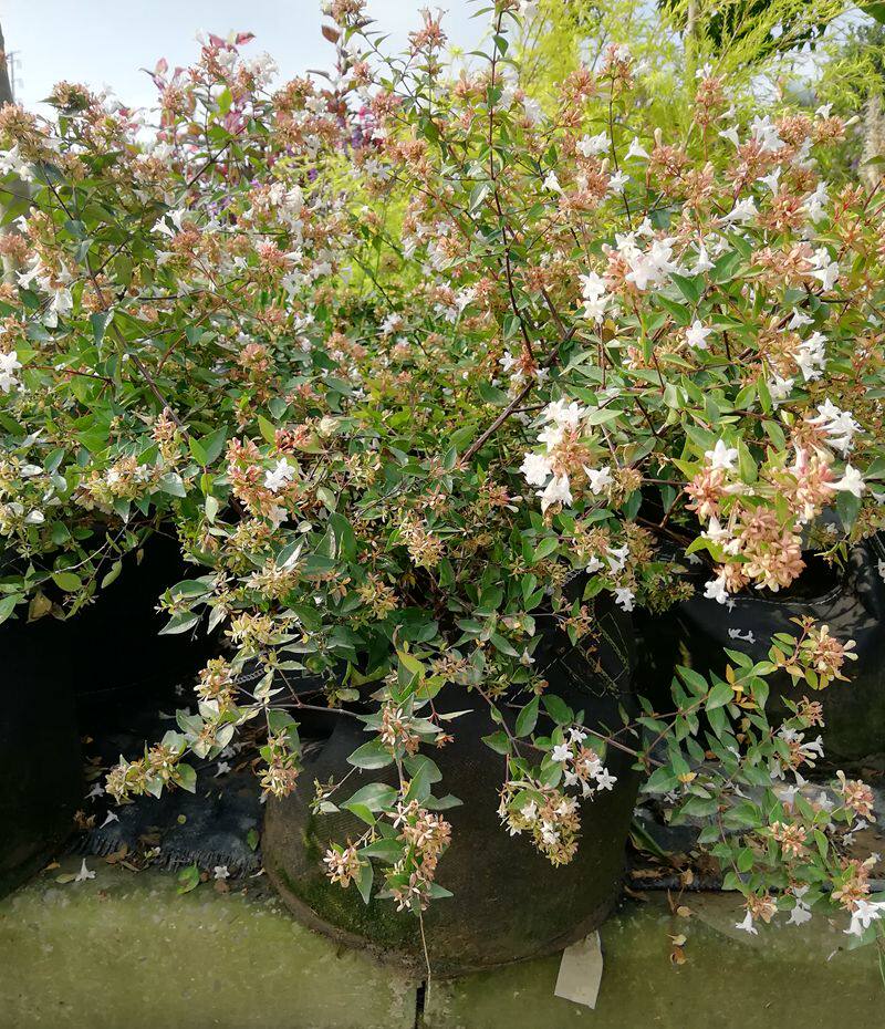 日本金银姬小蜡球耐寒庭院花灌木植物常绿观叶易活常青彩色叶盆栽