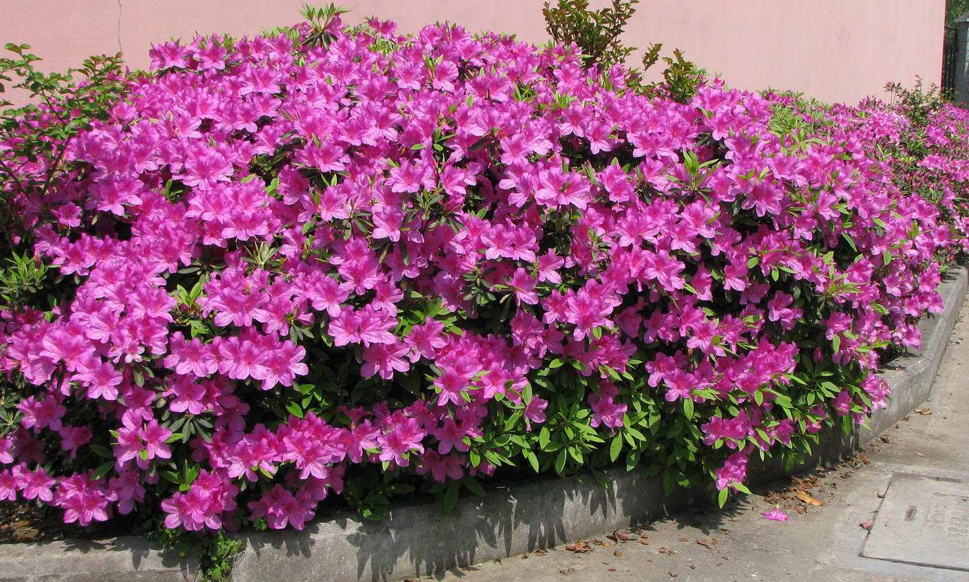 花篱花园灌木花卉植物庭院春娟球映山红实拍优质盆栽苗