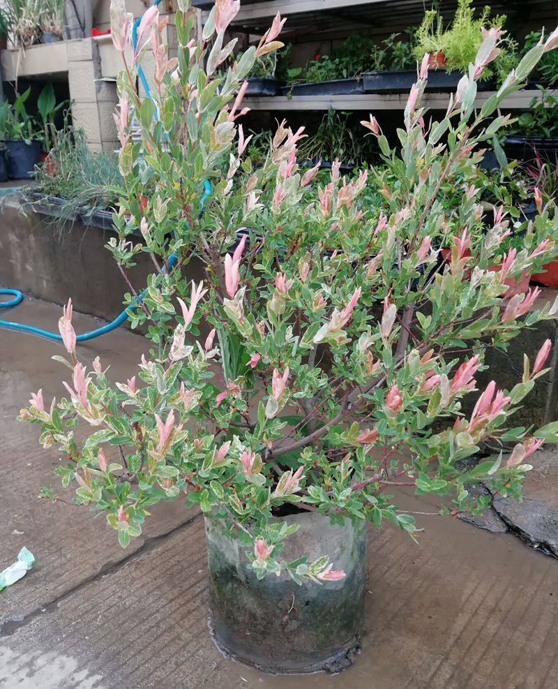 彩色灌木彩叶杞柳花园植物绿植室外常绿绿四季时令草本花卉