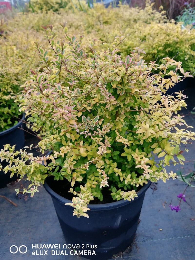 花无缺的花园 金姬小蜡棒棒糖四季常绿彩叶灌木庭院造型盆栽植物