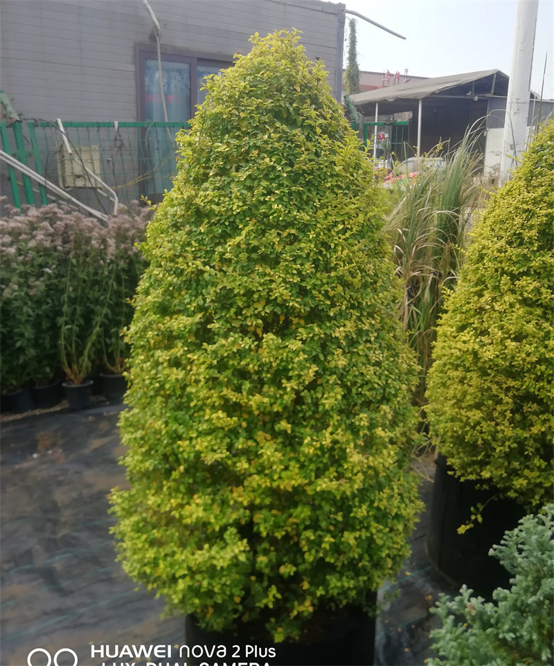 大宝宝塔型亮晶女贞树球棒棒糖金姬小腊球叶色观赏观叶