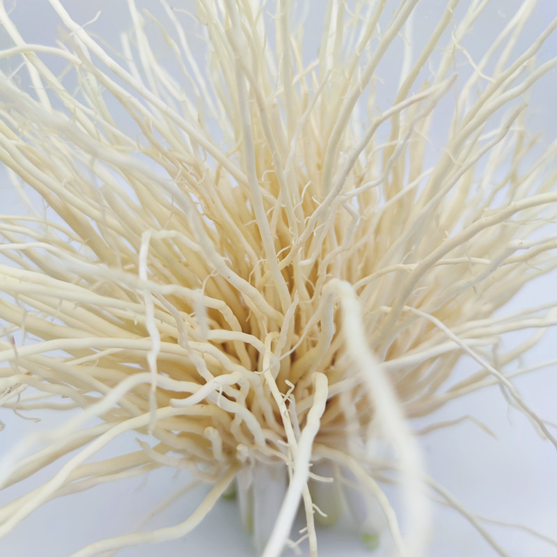 菜根现挖新鲜3斤蔬菜丕菜云南撇菜通可种植佤味其它
