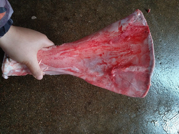 牛肩胛骨 新鲜牛骨头 牛扇子骨 免费风干 磨牙耗时 骨工艺2个包邮