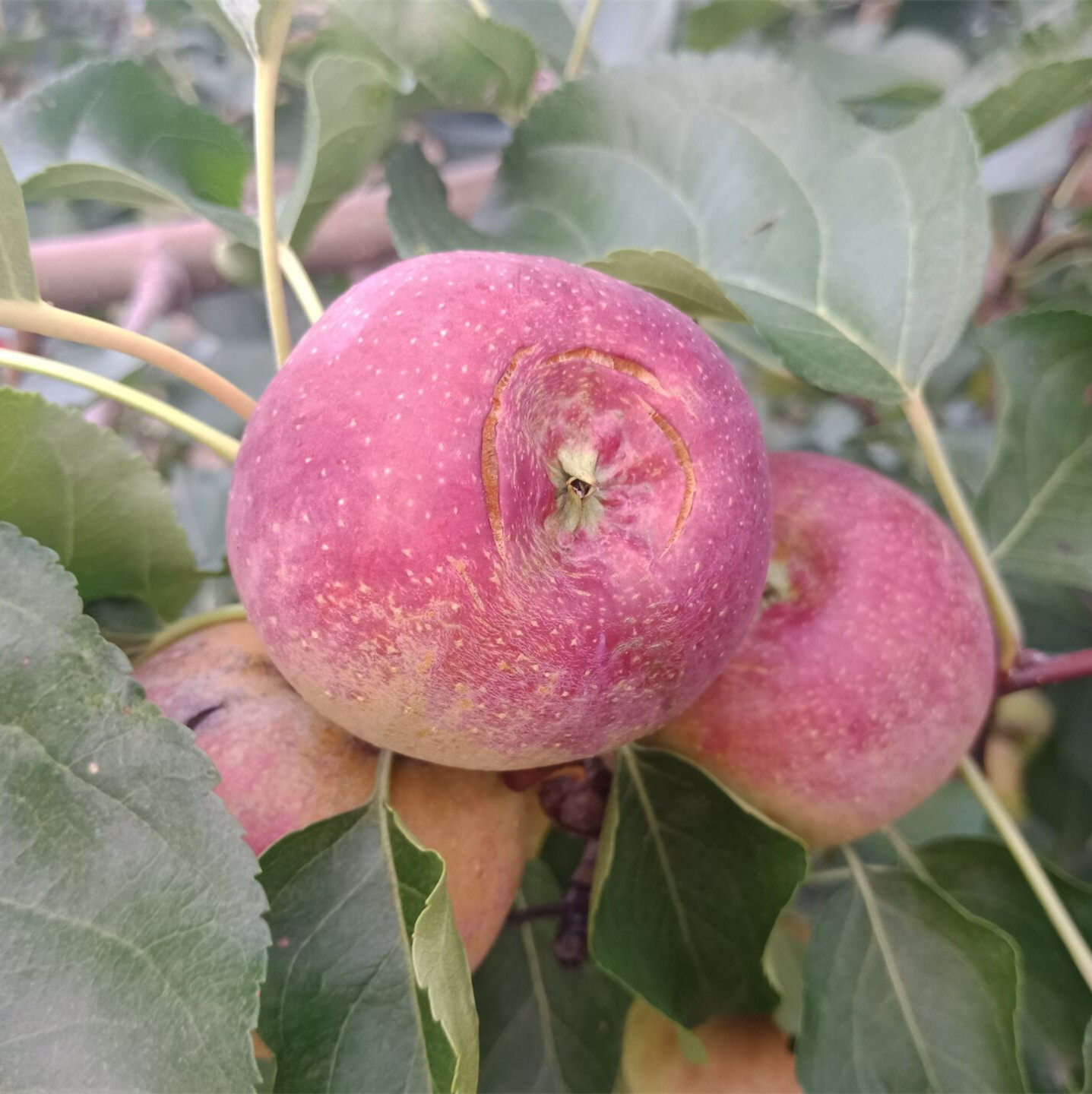 东北大秋新鲜水果脆沙龙丰果丰果特产小苹果酸甜苹果