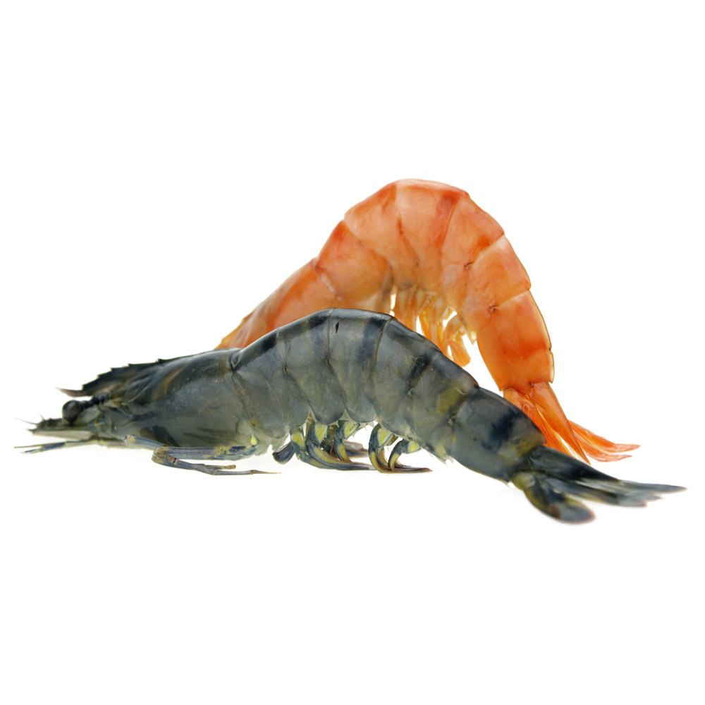 现捕九节岱儒草虾青虾虎斑节野生海南速冻鲜活冻虾