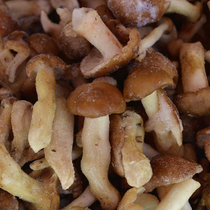 新鲜野生北风菌速冻冰鸡足山冷菌云南大理土特产香菇类