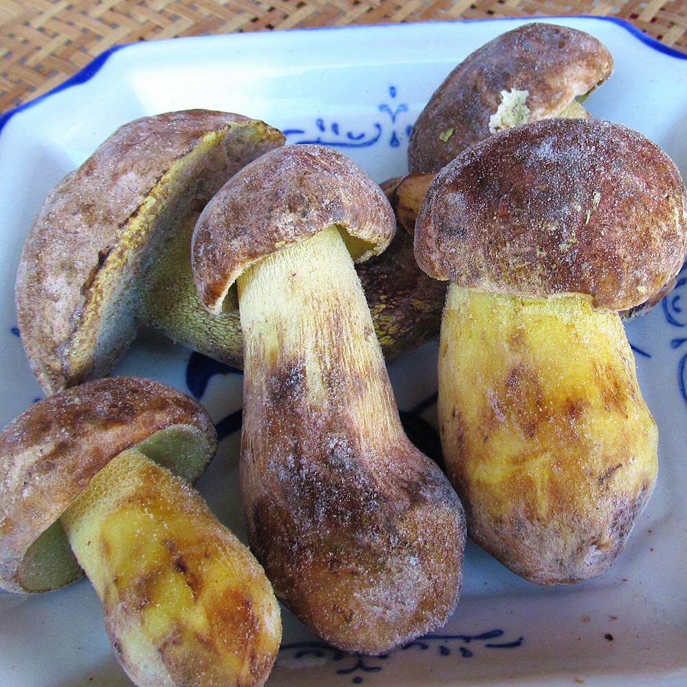 野生新鲜黄牛肝菌冰鲜速冻白葱500克云南土特产蘑菇味道鲜香包邮