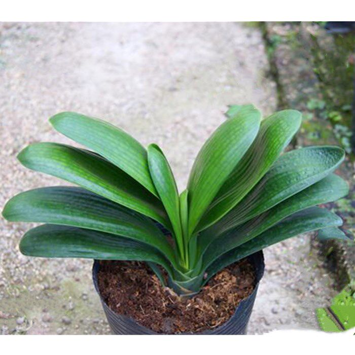 君子兰宽叶圆和尚室内名贵盆栽当年开花高端君子时令草本花卉