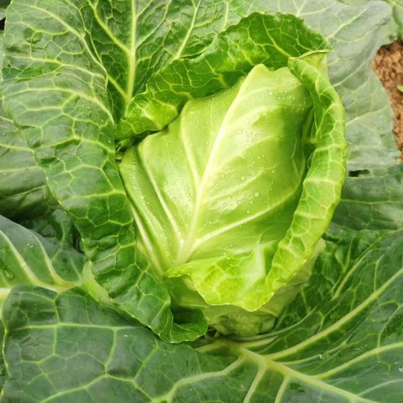 湖北农家自种新鲜牛心包菜莲花白手撕卷心菜当季青菜蔬菜甘蓝白菜