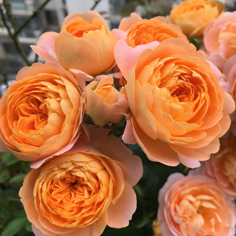 阳台果汁月季大苗花苞欧月灌木大花四季丰花花卉