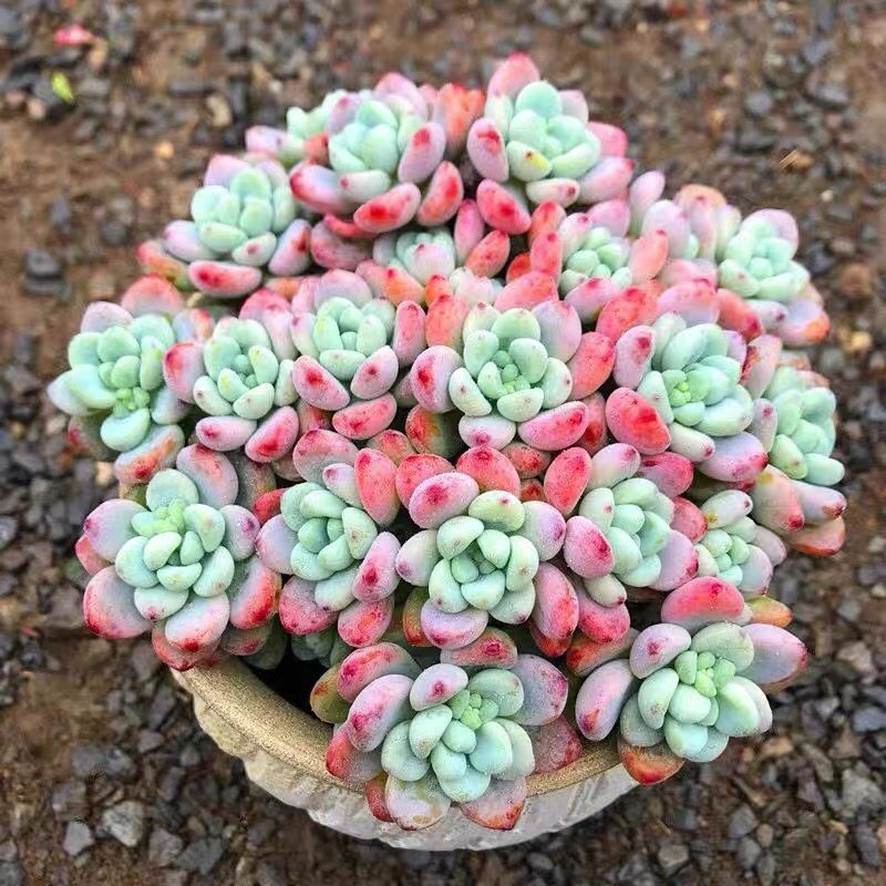 植物劳尔多肉老桩多头群生阳台露天好养易活多肉植物