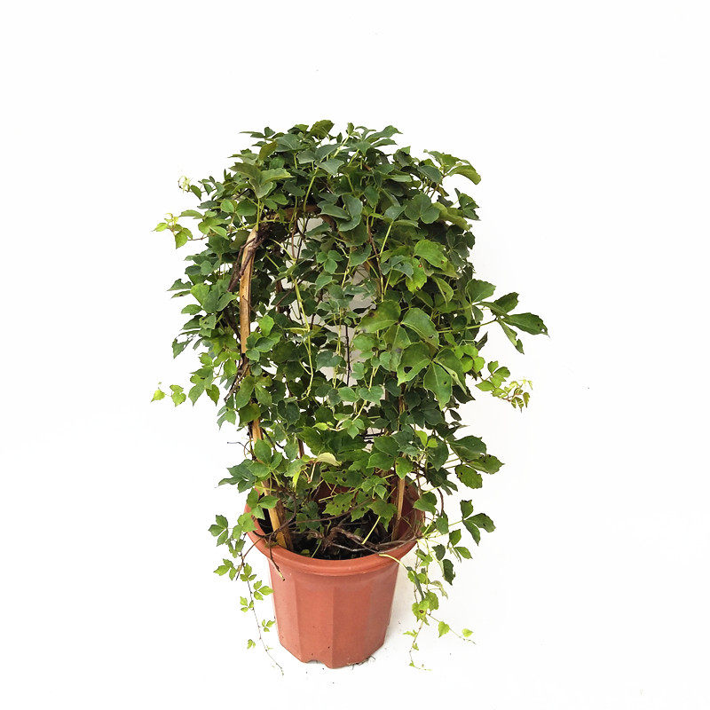 爬山虎红色盆栽三叶大苗室内攀援花卉爬藤植物时令草本花卉