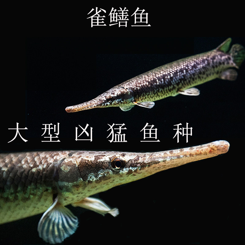 水族鱼缸观赏鱼福鳄热带中大型活体尖嘴鳄凶猛鱼鱼