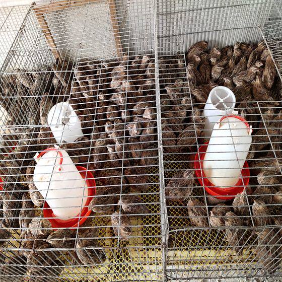 鹌鹑特价青年8元一只包邮养殖场直发下蛋活体鸟