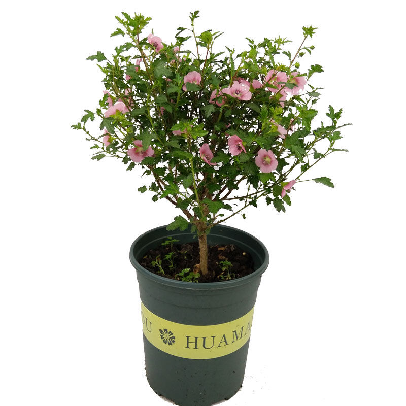 小木槿木槿花盆栽草莓棒棒糖优雅女士室内阳台四季花卉