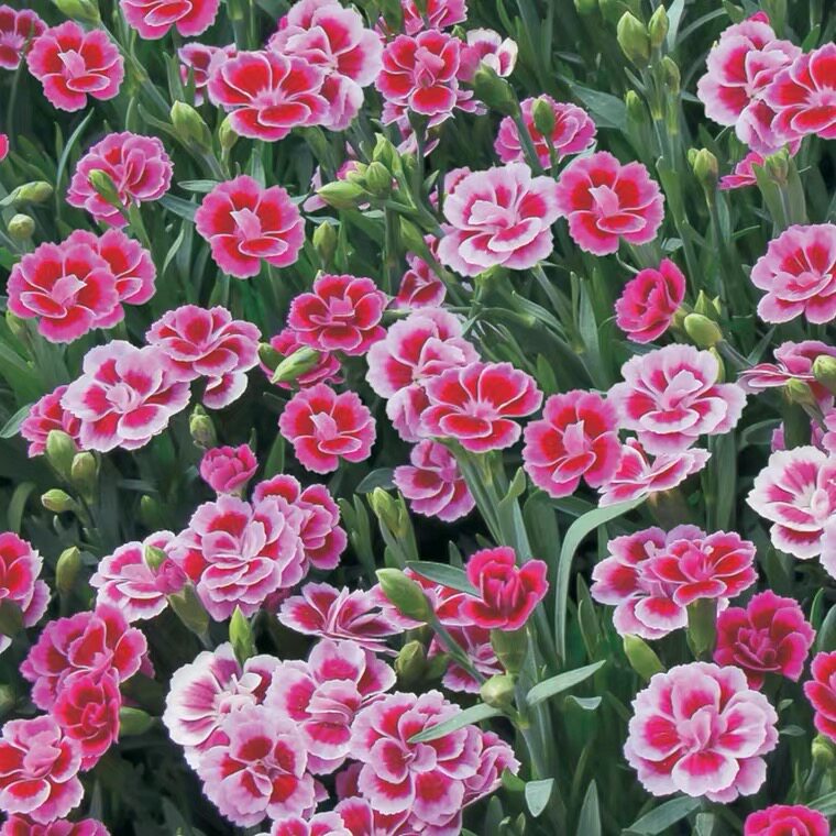 重瓣石竹石竹花花苗播种种苗花卉盆栽庭院阳台花卉