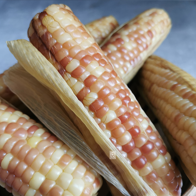 东西版纳香糯小玉米包谷软糯无添加自然玉米甜小新鲜玉米