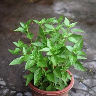 香草植物金不换绿植室内盆栽九层妖塔食用香料时令草本花卉