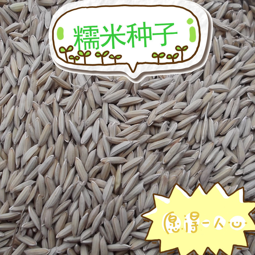 联合梯田杂交水稻民间流传原始糯米种子小型喷雾壶