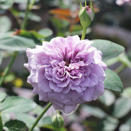 水灵花园玉藻蓝紫蓝紫色色系灌木微香欧月月季绿植