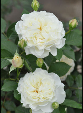 【水灵花园】雪野一梦月季苗白色灌木