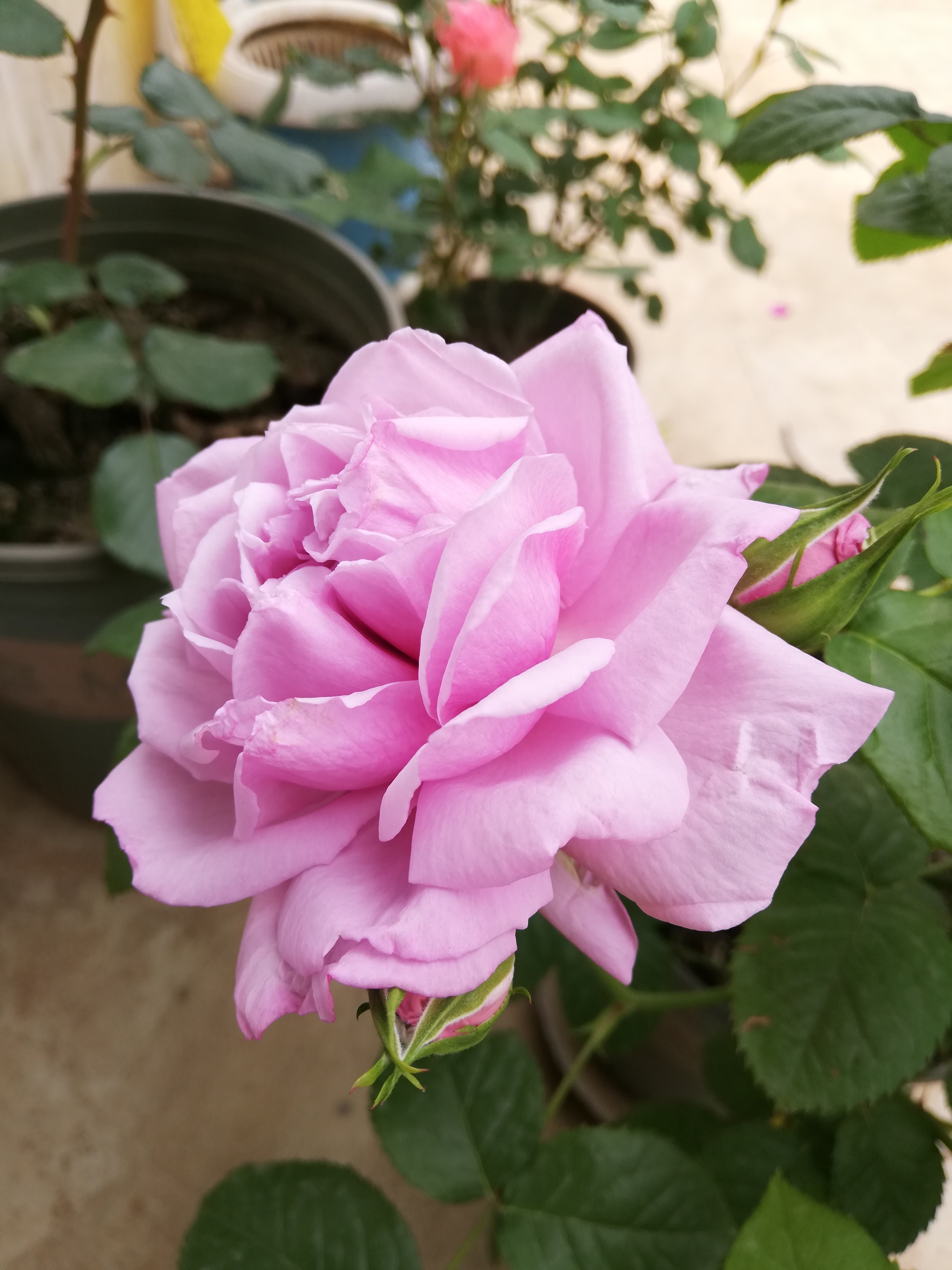 【水灵花园】青空蓝色天空 丰花 灌木 月季