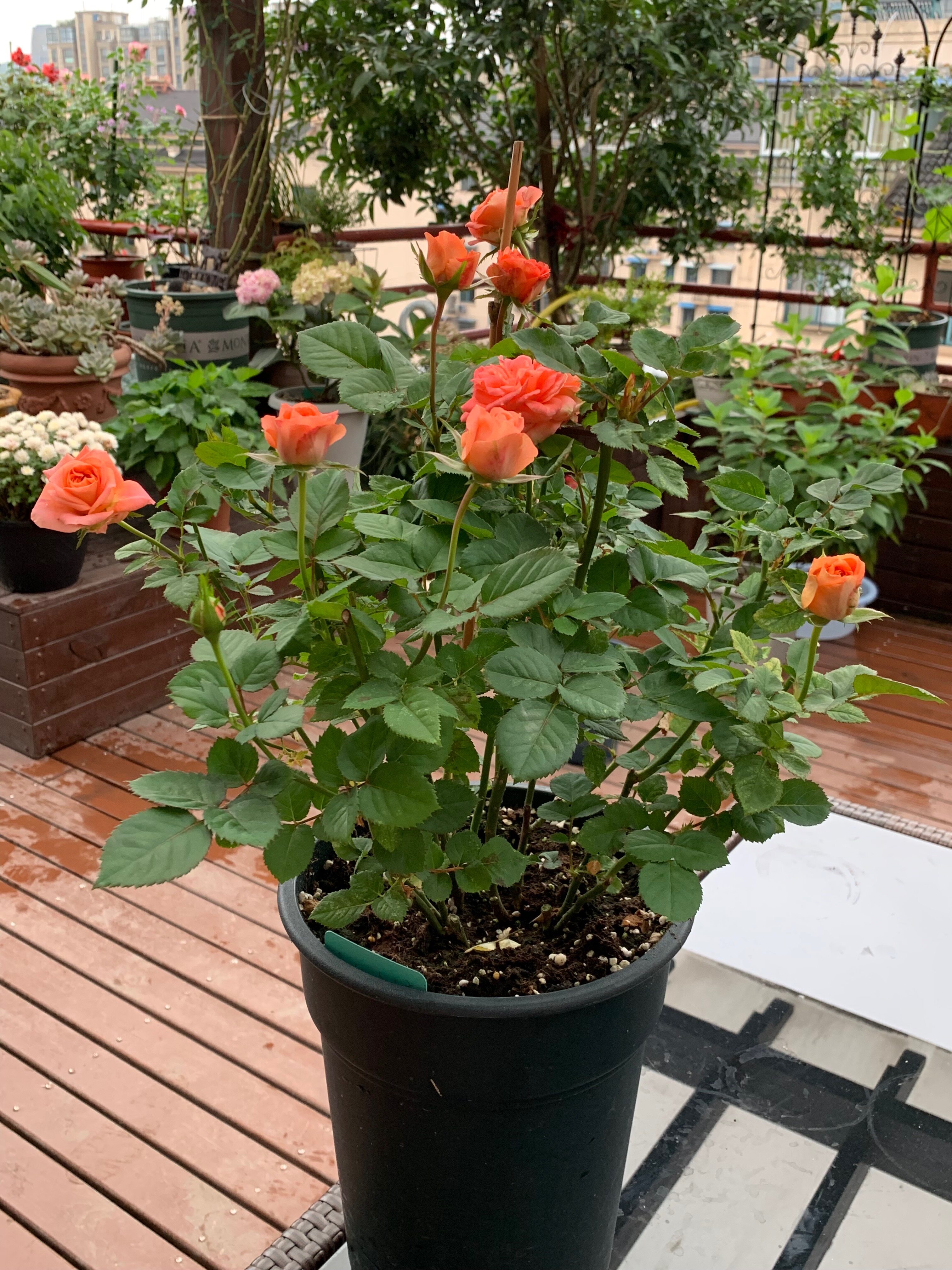 水灵花园金牛座星座系列大花微月月季阳台庭院绿植