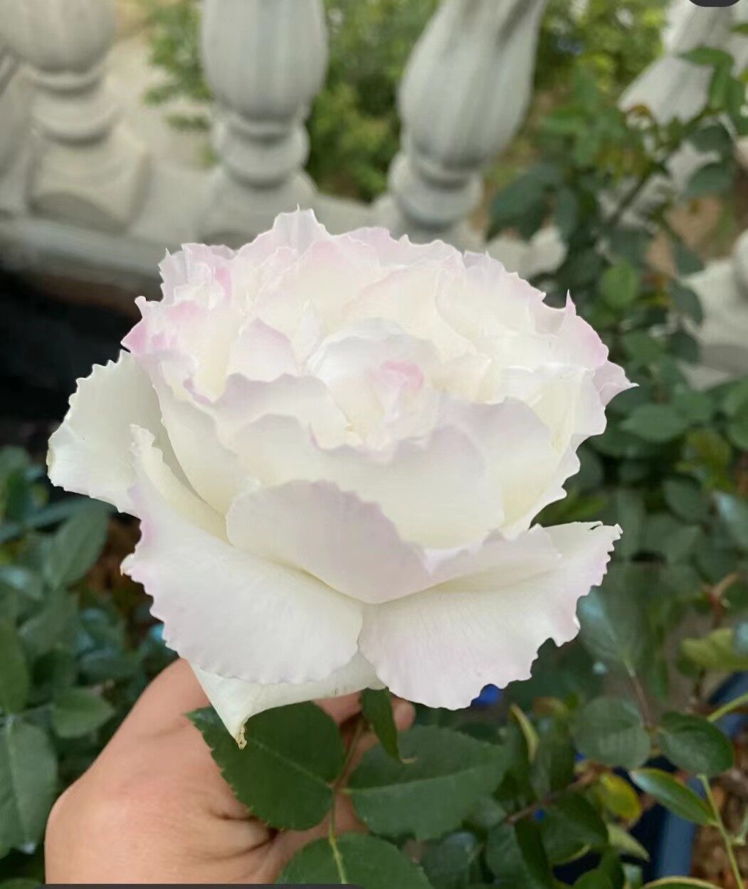 水灵花园乐柏阳台盆栽日本河本纯浓香月季月季花观叶