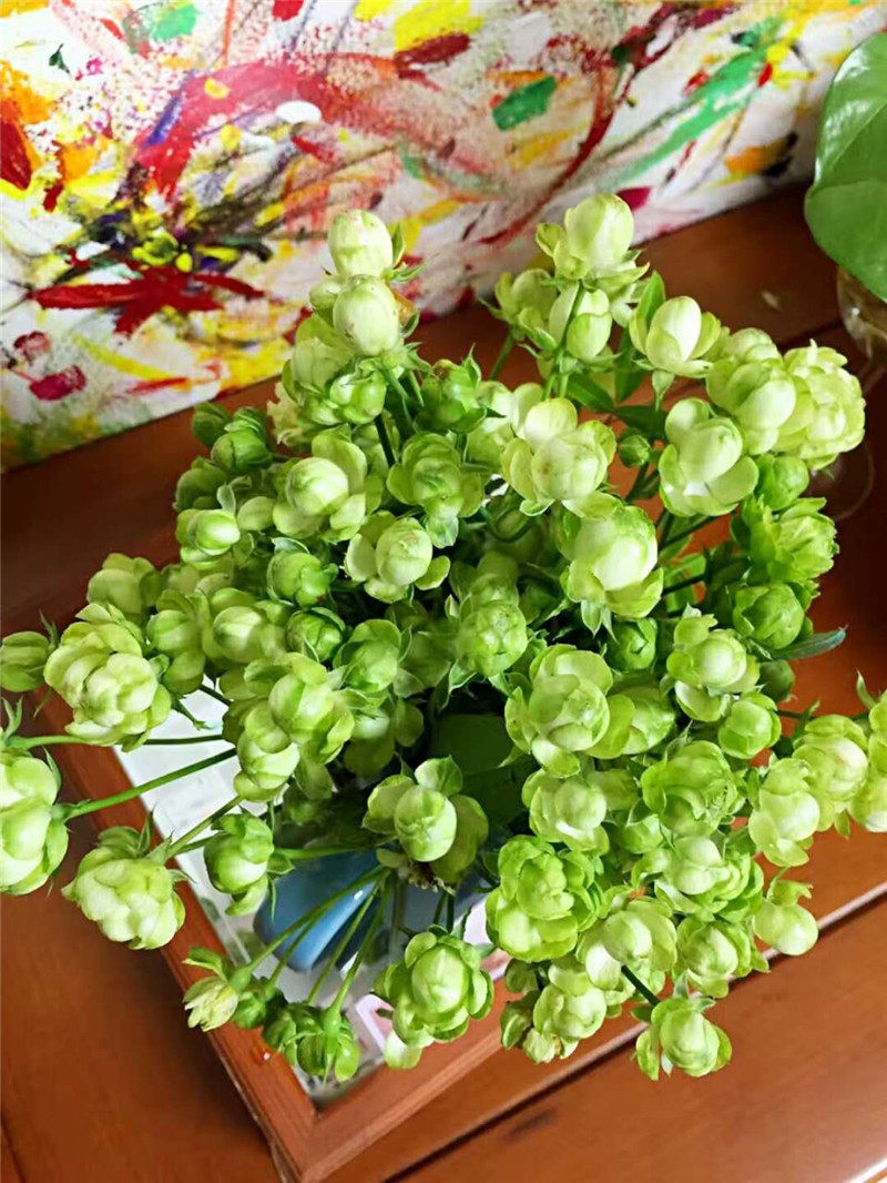 水灵花园埃克克莱尔闪电绿色月季微月丰花可爱绿植