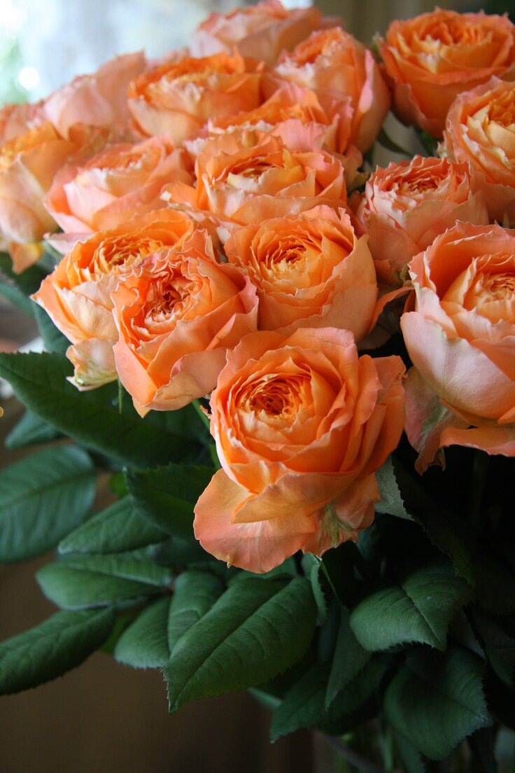 水灵花园5加仑大苗浪漫橙色切花月季欧月盆栽绿植