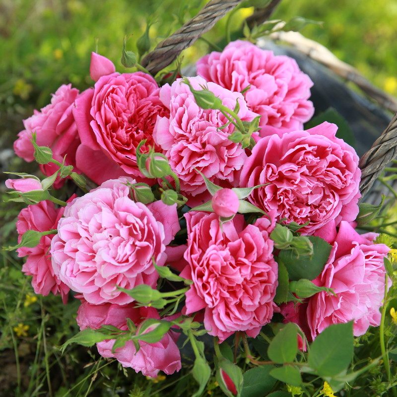 水灵花园紫燕紫燕飞飞舞藤本月季庭院花卉植物盆栽观叶