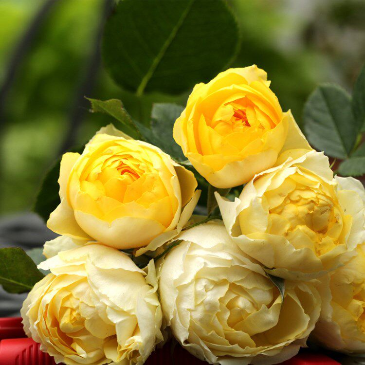 日本欧月金丝雀月季月季花花苗阳台庭院大花微月观叶