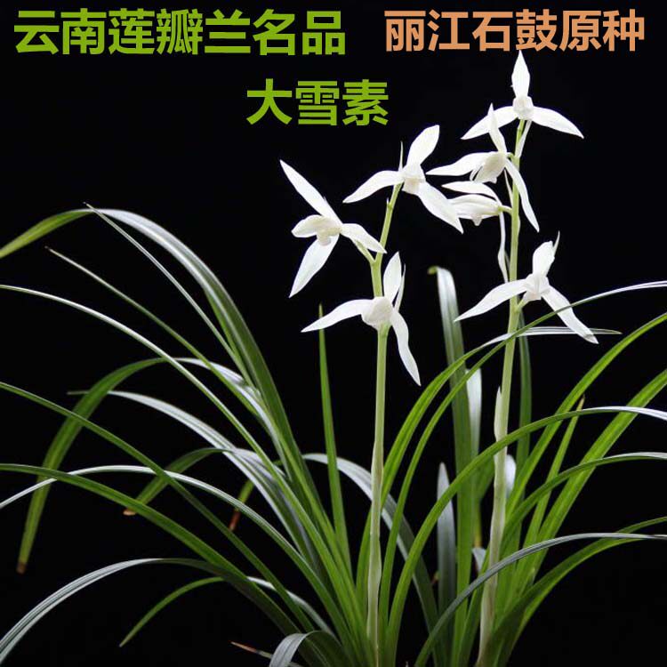 村村寨寨之云南传统莲瓣兰花名品大雪素(丽江石鼓种)两苗起售 - 价格