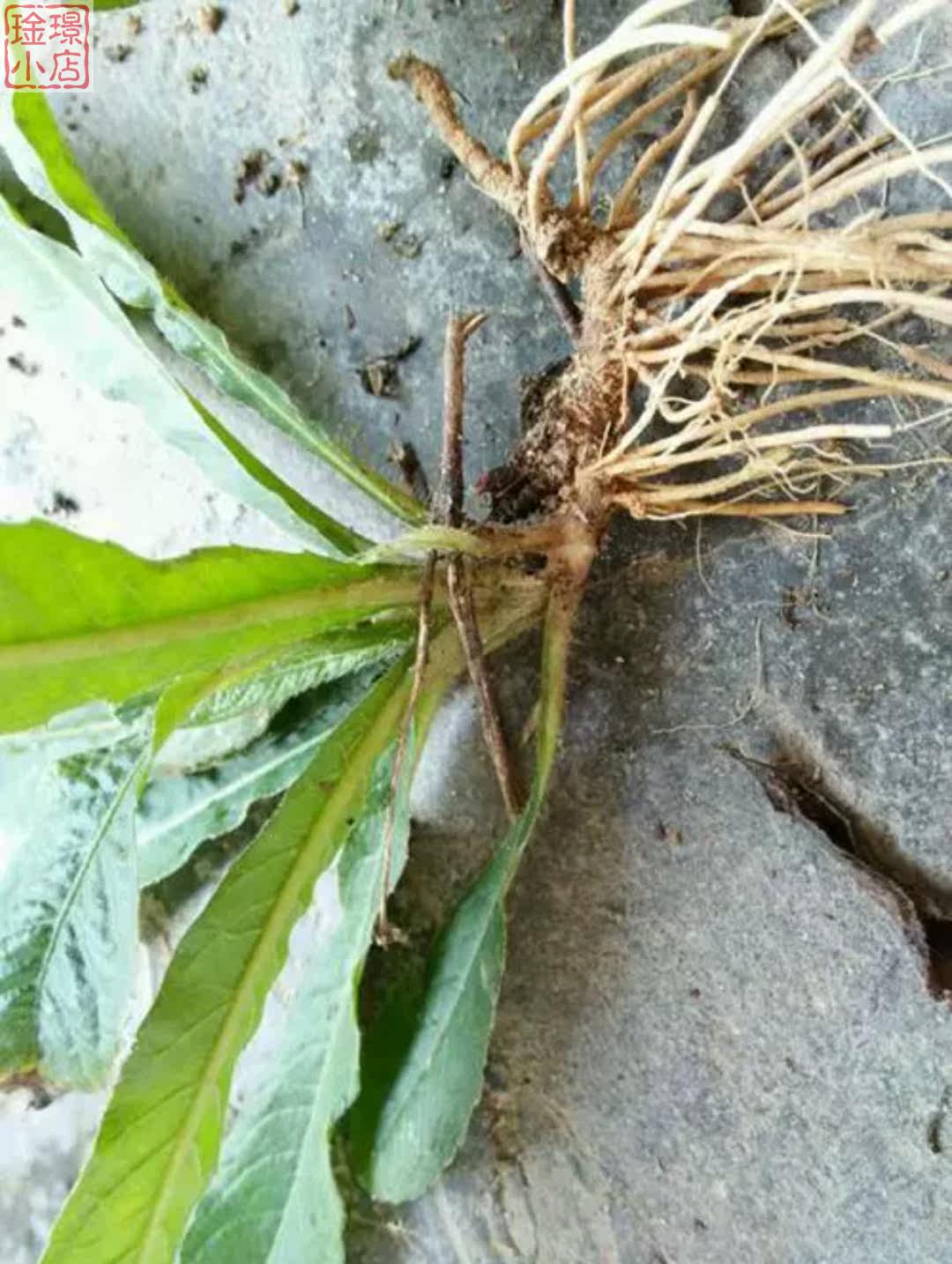 新鲜送一野生地胆头500g包邮广西玉林红花地斩头传统滋补品其他