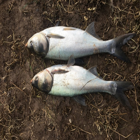 微山湖生态白鲢鱼淡水鱼野生新鲜现杀活鱼整条鱼水鲢跳鲢子包邮