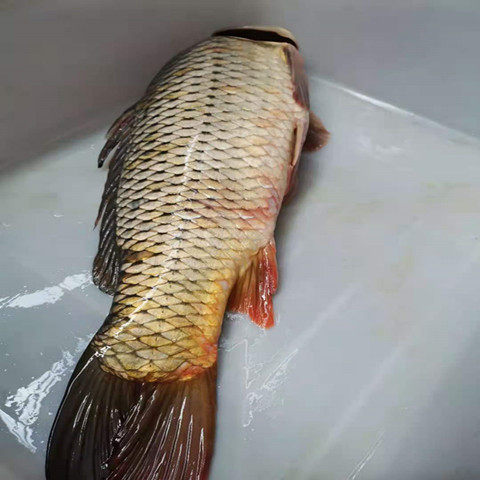 水产鲤鱼淡水鱼渔民野外捕获新鲜2斤鲜活活现淡水鱼类